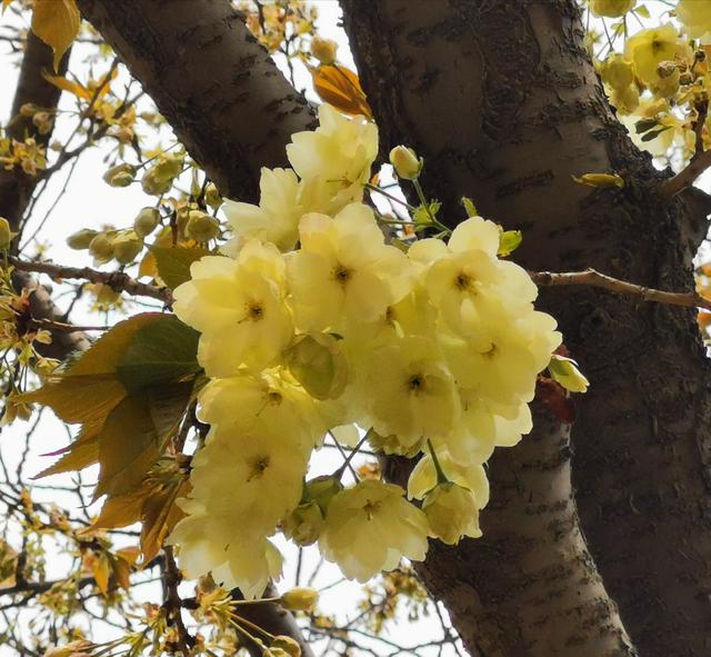 粉色樱花的花语是什么，红色樱花的花语是什么（惊喜！庄里的绿樱开花了）