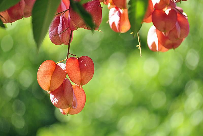 什么是栾树，什么栾树蜜多（中药材栾华）