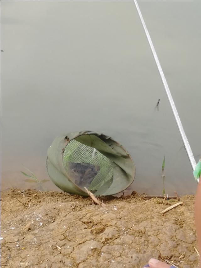 买回来的蚯蚓怎么养活，家养蚯蚓喂食什么最好（大爷用蚯蚓钓鱼二十年的配方）