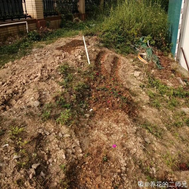 为什么10楼风水最好，风水最旺的房子10楼（家门口种棵“吉祥花”）