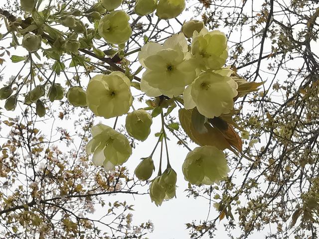 粉色樱花的花语是什么，红色樱花的花语是什么（惊喜！庄里的绿樱开花了）