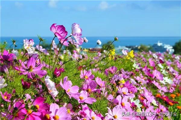 江天一色无纤尘，江天一色无纤尘是什么颜色（我言秋日胜春朝）