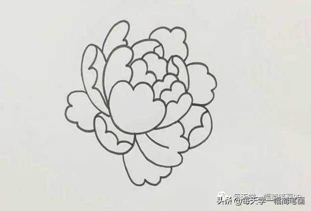 初学画牡丹花简单画法图片