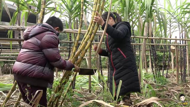 小伙带你看四种品种的甘蔗，黄皮甘蔗和黑皮甘蔗哪个长得高