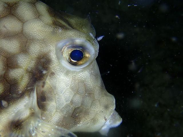 箱鲀(角箱鲀),鲀 7>-福氏角箱鲀(箱鲀多少钱一只)