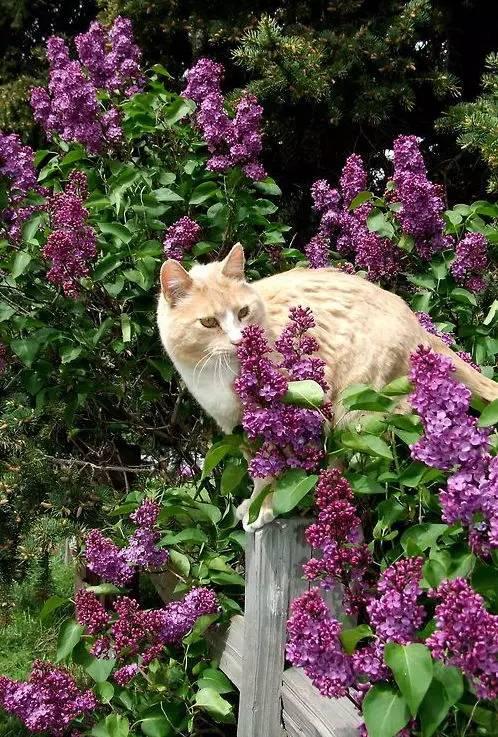 可爱小狗图片，狗狗的图片好看大全（50张可爱的小狗狗）