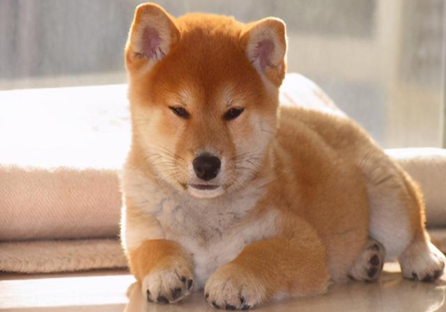 狗狗尿血是怎么回事吃什么药，狗狗尿血吃什么药最好（狗尿里面有血怎么回事）