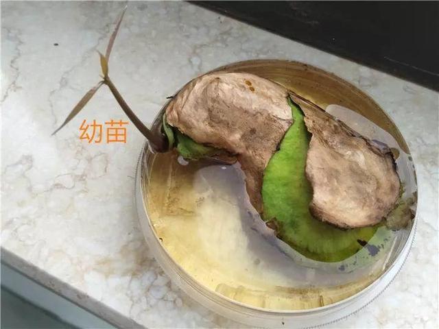 芒果种子怎么种，一个夏天就能长成小树苗