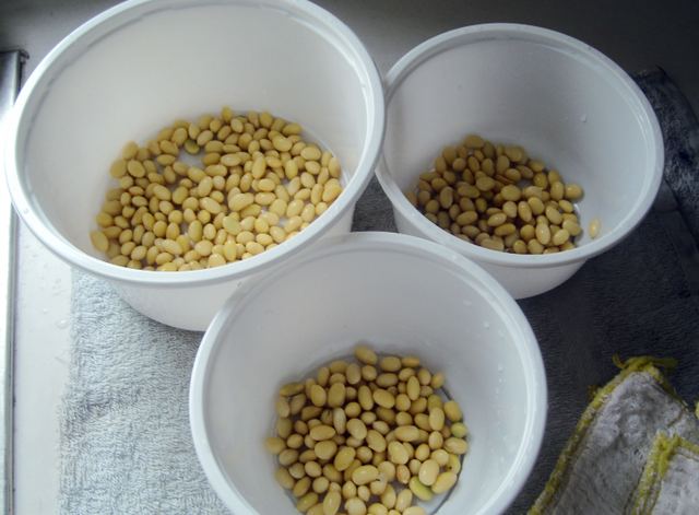 豆子泡水里，湿毛巾捂一捂，5天长出芽苗菜