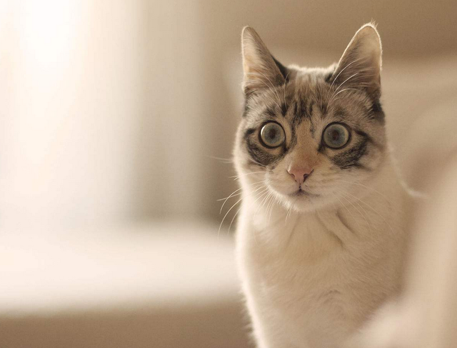 被陌生猫亲近什么预兆，猫跟人有缘是什么预兆（如果陌生的喵星人对你有以下四种行为）