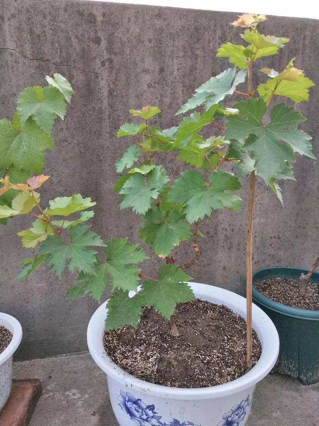 霸王花是火龙果的花吗，昙花、霸王花、火龙果花和令箭荷花的区别（奶奶把一根枝插土里）