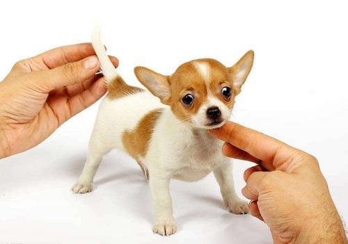 吉娃娃性格特点介绍，吉娃娃的性格特点（我想是因为它的这6个优点吧）