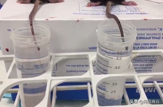 耗子尾汁是什么意思，不讲武德耗子尾汁是什么意思（耗子的尾巴真的能榨汁吗）