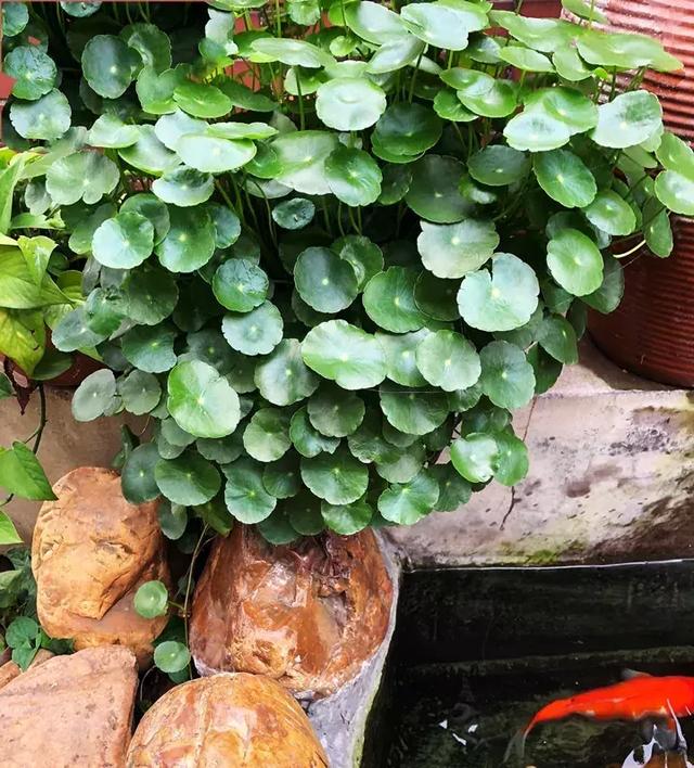 绿萝好养吗,绿萝怎样栽培(绿萝竟然排在倒数第1) 绿萝好养吗,绿萝怎样栽培(绿萝竟然排在倒数第1)