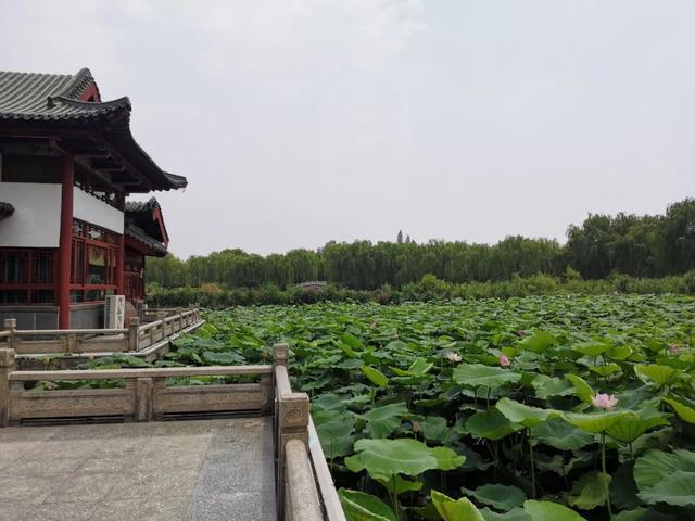 夏雨荷大明湖畔在哪里，大明湖畔的夏雨荷在哪个城市（快来跟“夏雨荷”见个面）