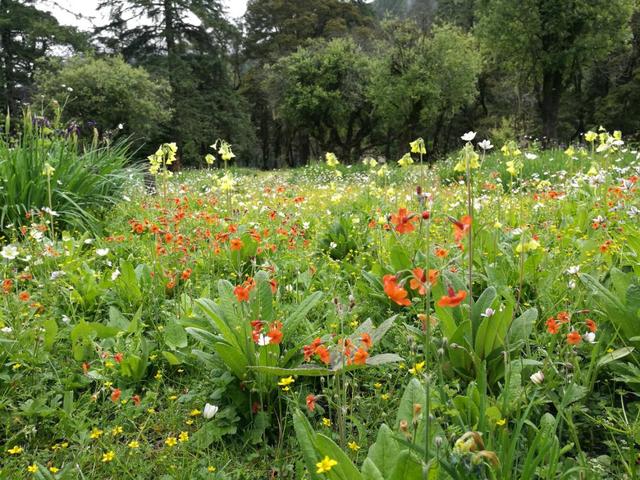 石蕊是什么，石蕊是什么意思（你有秋裤羽绒服）