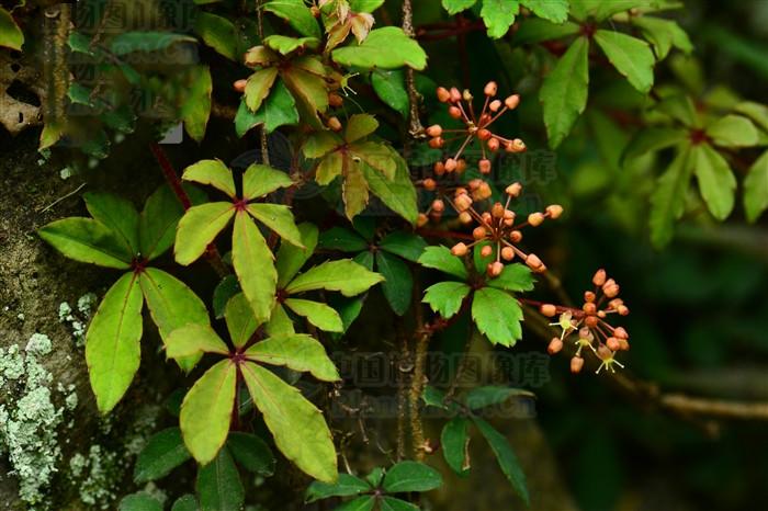 走游草(五爪金龙)来源产地为葡萄科植物崖爬藤,毛叶崖藤的根或全株.