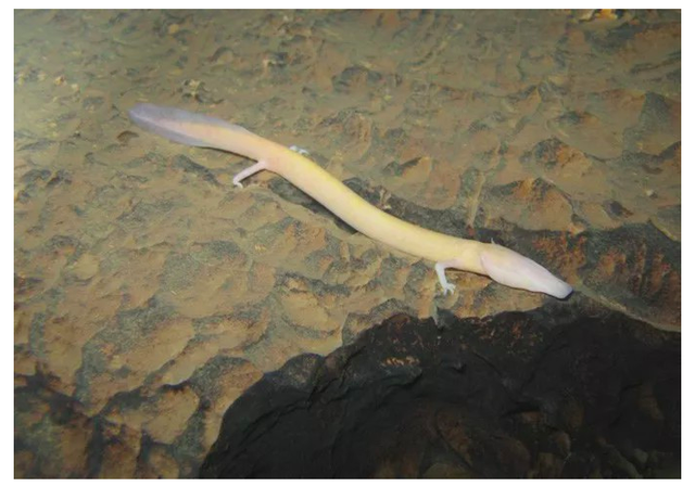 树懒和考拉的区别，树懒是什么动物（这种像龙的生物堪称地球最懒生物）