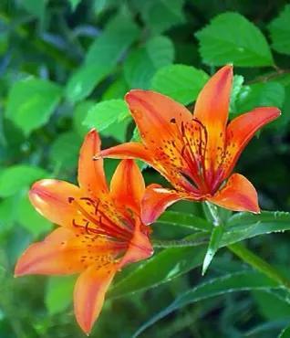 红百合花语介绍，红百合花语（吉祥如意的百合花为您盛开）