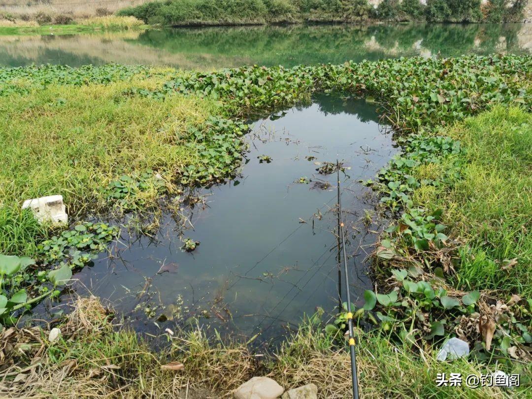 程宁揭秘钓鱼调漂：子线支撑力是否存在？实战技巧深度解析，助你精准上鱼