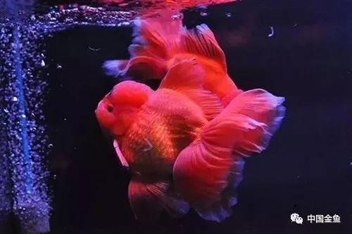 狮头鱼饲养技巧，狮头鱼饲养技巧和方法（家庭饲养金鱼攻略之）