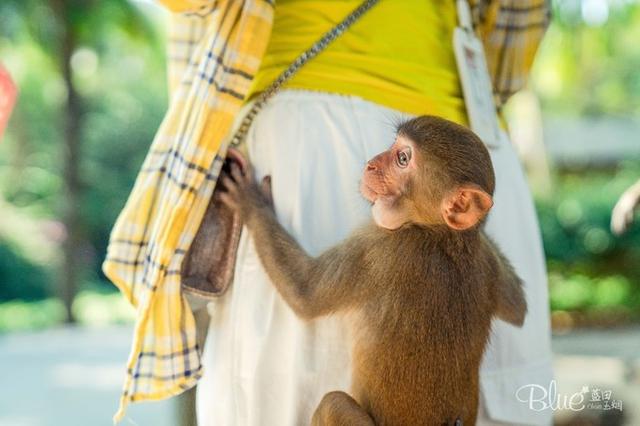 三亚南湾猴岛，三亚的陵水南湾猴岛（这里奉行“多夫多妻”太搞笑）