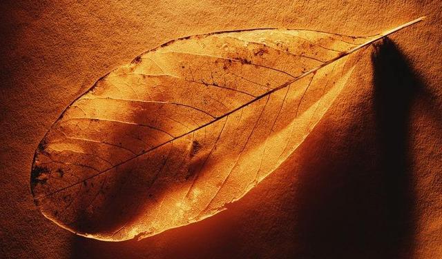 迷字怎么读，迷字组词（《说文解字》第265课）