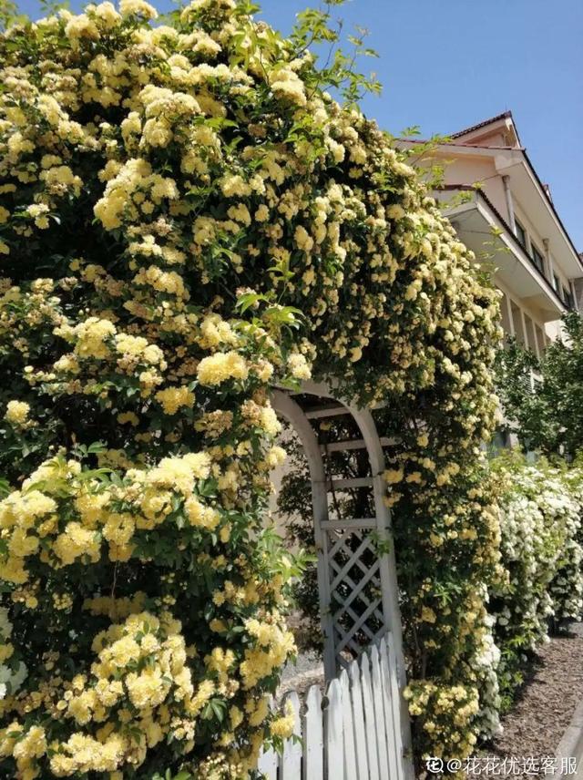 类似爬山虎的植物有哪些，除了爬山虎还有什么植物（7种超强繁育能力爬墙花）