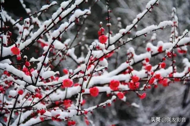 咏梅最著名十首诗，经典咏梅古诗词30首