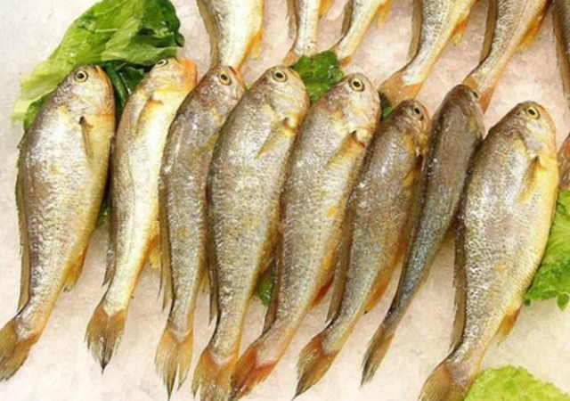 秋刀鱼的营养价值，秋刀鱼的营养价值是什么（人工无法养殖）