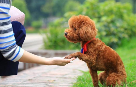 微小贵宾犬四个月肩高是多少 四个月的贵宾多少斤