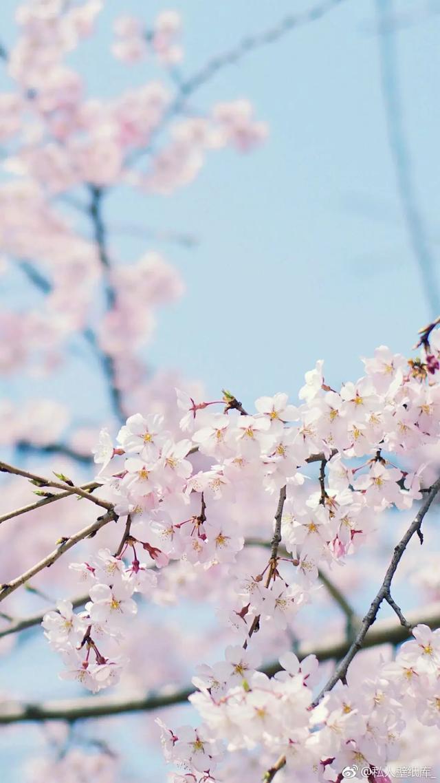 櫻花背景圖 唯美,二次元櫻花背景圖,櫻花背景圖高清1080p,古風櫻花