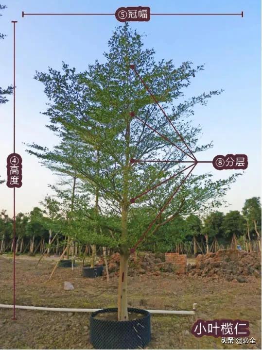 蓬径和冠幅有什么区别，冠径和冠幅是什么意思（这份图文并茂的强烈建议收藏）