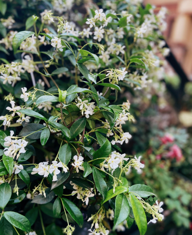 紫茉莉（紫茉莉花），农村院里的3种茉莉花（紫茉莉 茉莉）