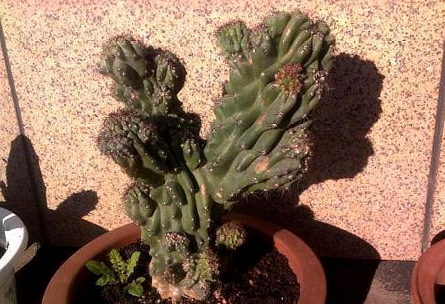 仙人山养殖方法，家里千万不要养仙人山（“仙人山”类仙人掌）