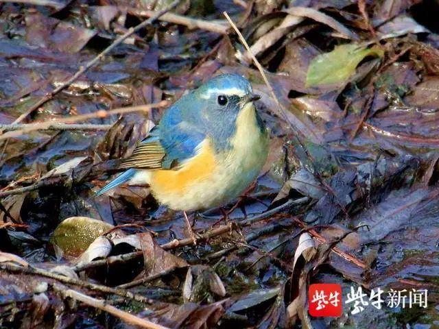 鹳怎么读，颧怎么读音读出来（鹬、鸫、鸲、鹟、鹎、鹳、鹮……这都是啥鸟）