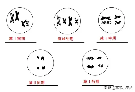 什么是基因的遗传信息，什么是基因的遗传信息传递（<基因、遗传篇>建议收藏）