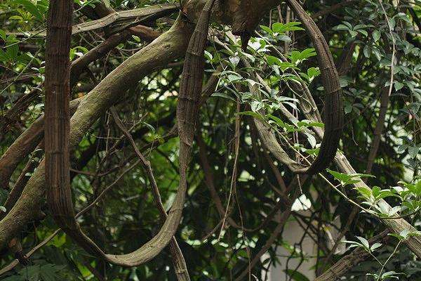 麻藤根的作用与功效(植物中最特殊的一种类群) - 行就行