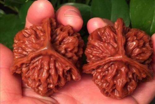 文玩核桃怎么盘，汗手文玩核桃怎么盘（怎样盘出一对晶莹剔透、包浆浑厚的核桃）