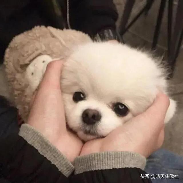 萌宠头像微信，萌宠头像（正如晚来的你皆是笑意）