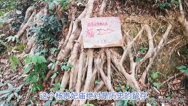 杨贵妃是哪里人，杨贵妃是哪里人,今为哪个省（山西陕西四川河南表示不服）