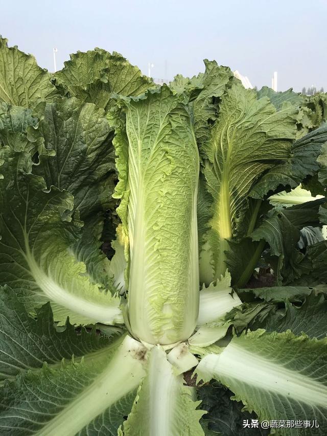 十字花科的植物有哪些，十字花科的常见植物（专家团队、种子经销商看中了哪些甘蓝、大白菜、青花菜品种）