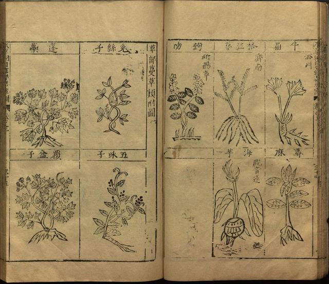 本草纲目全书带图，李时珍本草纲目全书（李时珍著《本草纲目》附图卷）