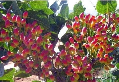 开心果是什么树的果实，开心果是哪种树的果实（我国的开心果是在哪些地方种植）