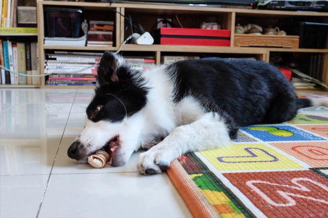 边牧犬多少钱一只幼崽，边牧犬幼崽多少钱一只（养一只边牧需要多少钱）