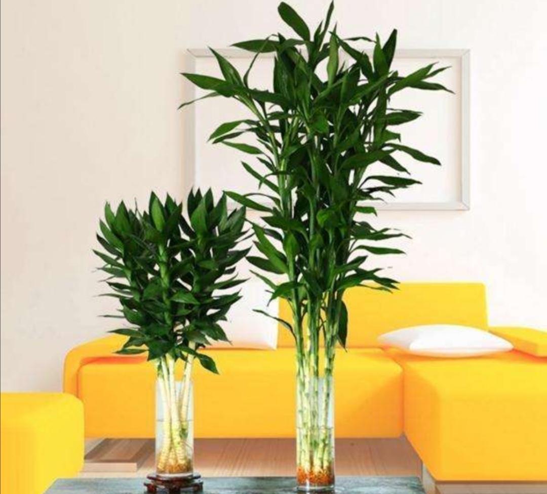 富贵竹养殖的方法，富贵竹的养殖方法水培（只“加”水不“换”）