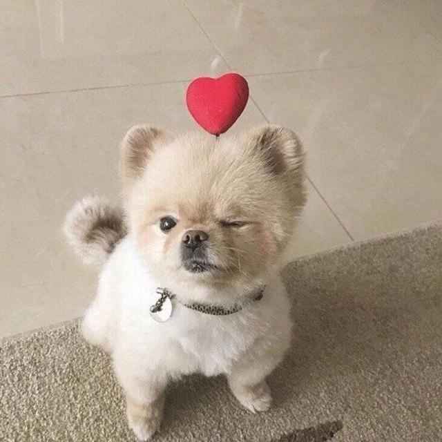 高质量动物情头，动物情头 超可，微信头像（敲可爱的情头）