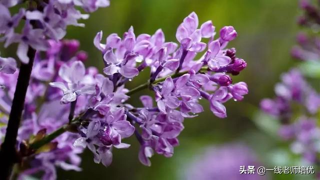 平淡无味的意思，清淡无味的意思（部编版六年级上册第2课《丁香结》重点知识点+图文解读）