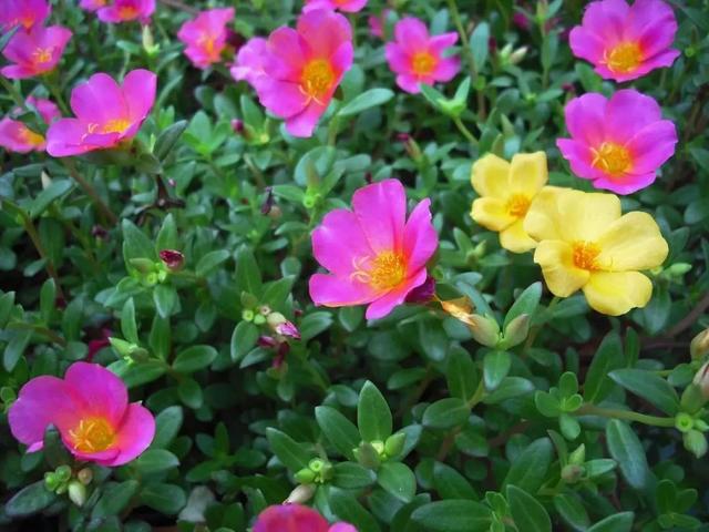 万寿菊几点开花，万寿菊的花什么时候开（这几种植物待天气暖和点撒土里）