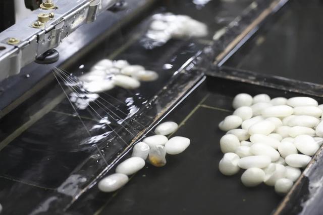 蚕丝的主要成分，蚕丝的主要成分是蛋白质吗（蚕丝：四千多岁的“新”材料）